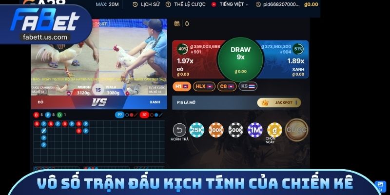 Vô số trận đấu kịch tính của chiến kê